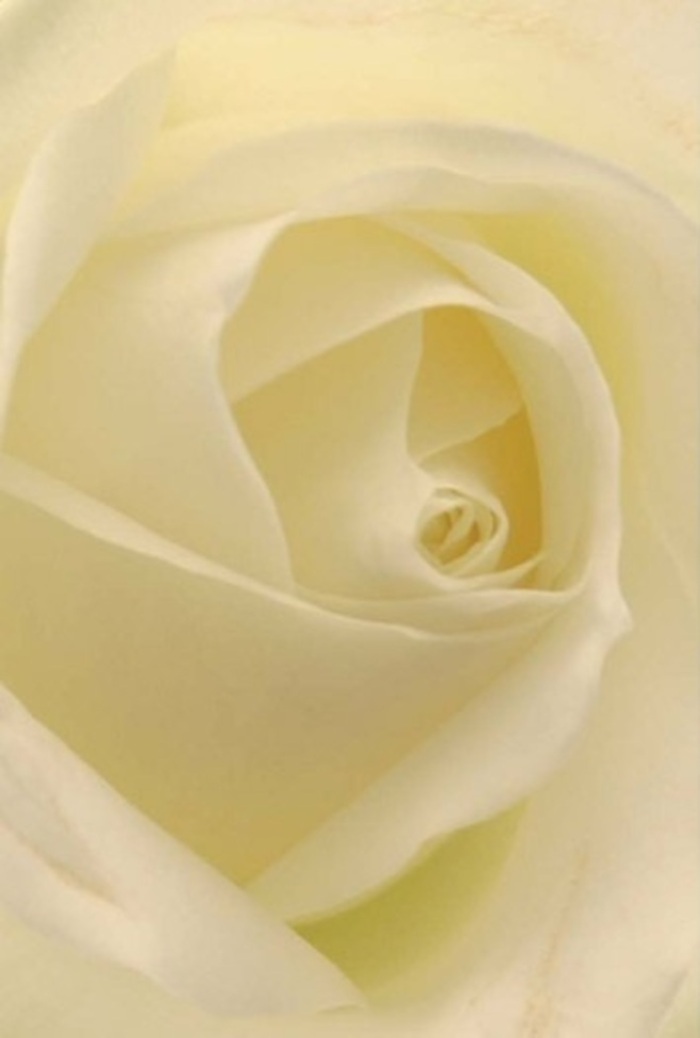 Viewing this pure white rose from the heart of Ware is like stepping into a study in tranquility and refinement. The petals, rendered in softly blending shades of white and creamy ivory, unfurl with seamless grace under ambient lighting, as though the flower glows with an inner peace found only in the quiet corners of Ware's historic gardens. Each layer stacks upon the next, weaving a spiraled core that suggests untouched purity and gentle resilience-a silent nod to the enduring character of the community. The textures combine creamy smoothness with a hint of matte softness, conjuring the sensation of brushing against silk in a Riverside Park breeze. Subtle shadows accentuate the bloom's natural contours, bringing forth an understated depth and beauty. Perfect for meaningful moments-be it heartfelt apologies, bridal bouquets, or quiet acts of remembrance-this rose embodies a serene fragrance and timeless artistry. Let it serve as a poetic centrepiece, whether gracing a Ware wedding or brightening a simple mantel along New Road, each petal a testament to authentic local floristry.